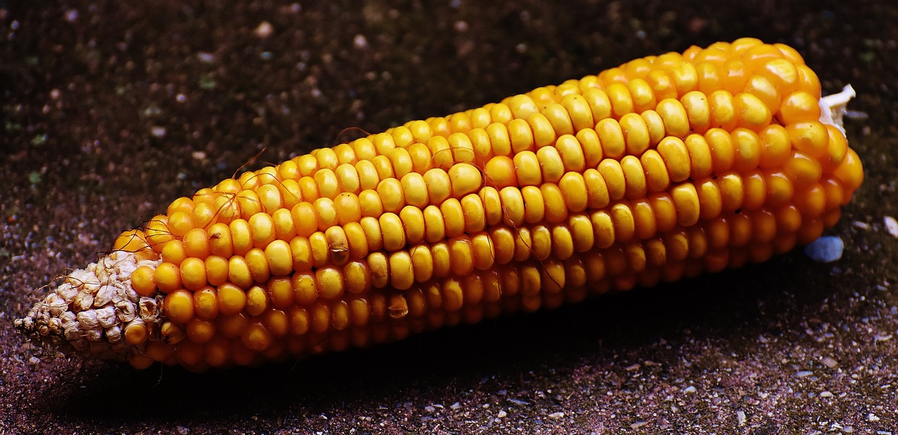 Gniecione ziarno kukurydzy jako pokarm dla zwierząt hodowlanych